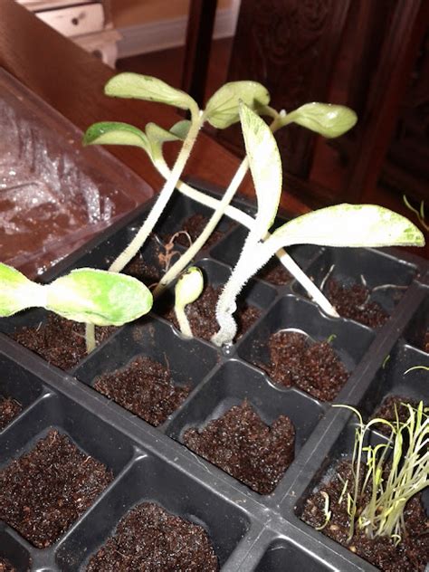 Butternut Squash Seedlings One Week Later