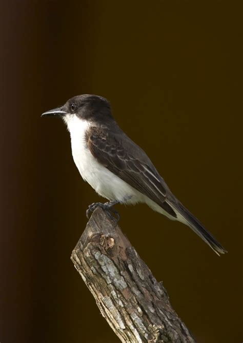 Loggerhead Kingbird - BirdForum Opus | BirdForum