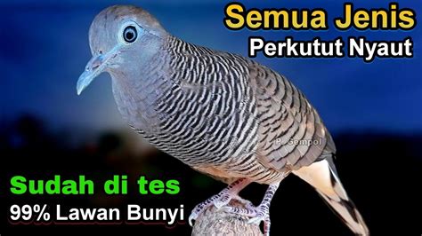 Perkutut Lokal Gacor Suara Besar 100 Ampuh Hitungan Detik Saja Semua