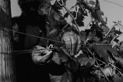 Abrigo Fratelli Wine Maker In Diano D Alba Langhe