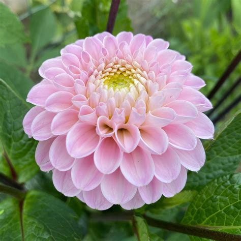 Wizard Of Oz Dahlia Tuber Canada Deep River On Replanted Farm — Replanted Farm And Flowers