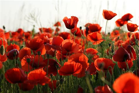 4k Poppies Many Red Hd Wallpaper Rare Gallery
