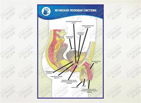 Мужская полова система