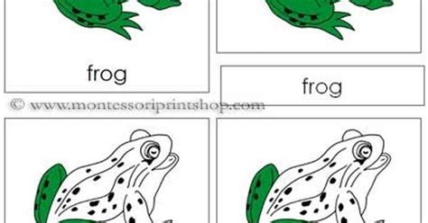 Frog Nomenclature Cards 9 Parts Of The Frog In 3 Part Cards Includes