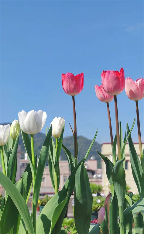 Pin By Zmn On Tulip Vintage Flowers Wallpaper Tulips Phone Wallpaper