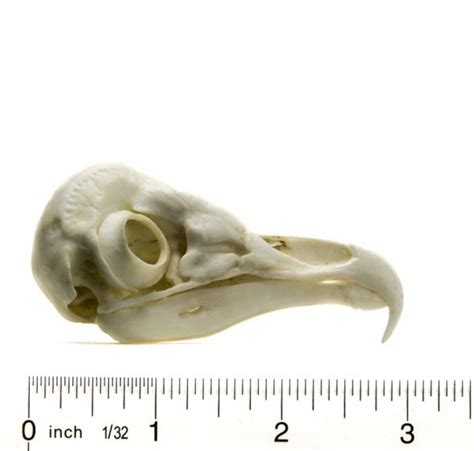 Barn Owl Skull Replica