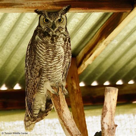 Patient Of The Week Tucson Wildlife Center