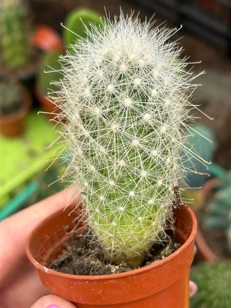 mammillaria senilis cactuses mammillopsis kaktusy sukulenty