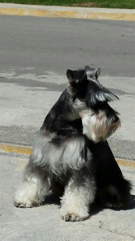 Pin En Schnauzer En Perros Schnauzer Bebes Perros Schnauzer