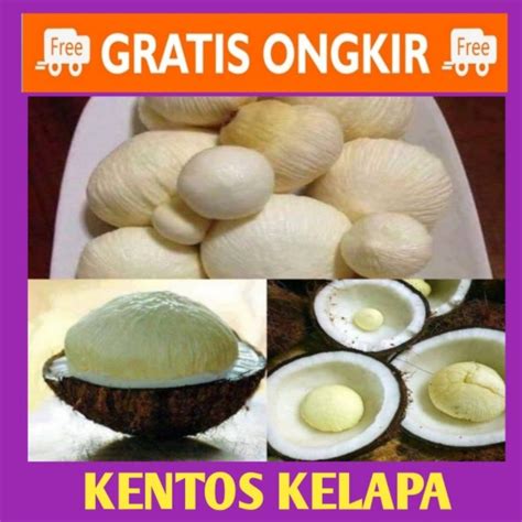 Jual Kentos Kelapa Segar Kg Shopee Indonesia