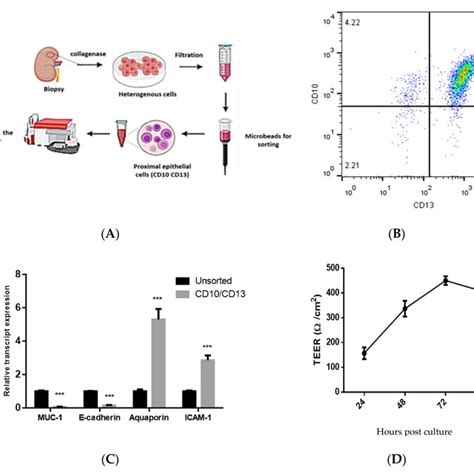 Isolation And Characterization Of Primary Human Proximal Tubular Pt