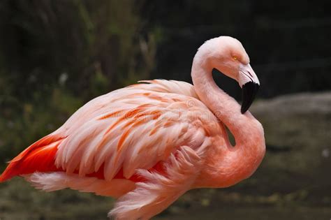 Flamingo Profile Stock Photo Image Of Texture Color 43341614