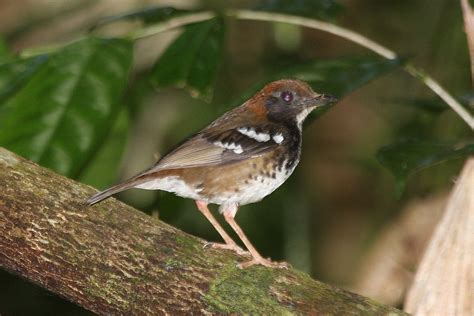 Enggano Thrush Geokichla Leucolaema Photo Call And Song