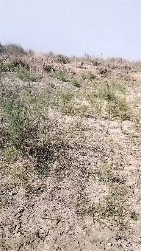 Jangal Porn Videos Xhamster