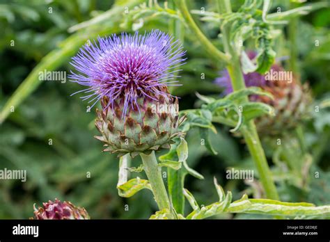 Cynara Cardunculus AKA Globe Artichoke Thistle Cardoon Plant