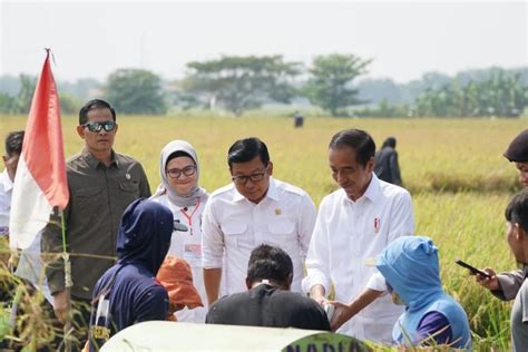 Setelah Subang Plt Mentan Dampingi Presiden Jokowi Panen Raya Di Indramayu