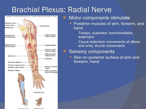 Brachial Plexus Lesions