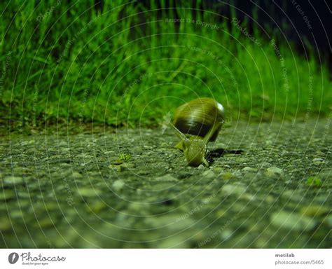 Schnecke Schnecke Ein Lizenzfreies Stock Foto Von Photocase