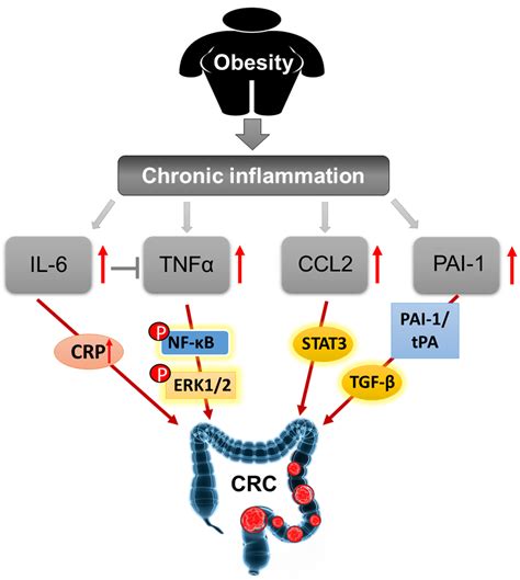 Cancers Free Full Text Linking Obesity With Colorectal Cancer