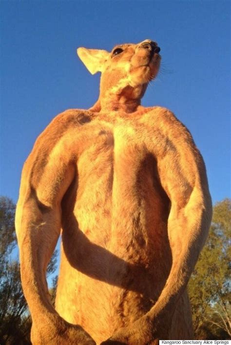 Meet Roger, An Incredibly Buff Kangaroo That Crushes Buckets | HuffPost