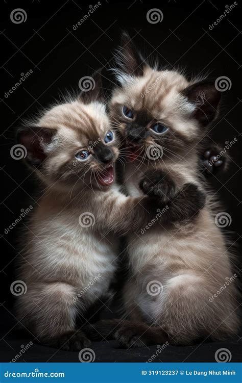 Two Kittens Are Hugging Each Other And Making Funny Faces Stock Image