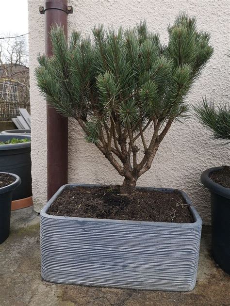 Pinus Sylvestris Watereri Formschnitt Kaufen Auf Ricardo