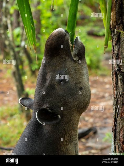 The endangered Baird's Tapir, Tapirus bairdii, trying to reach a palm ...