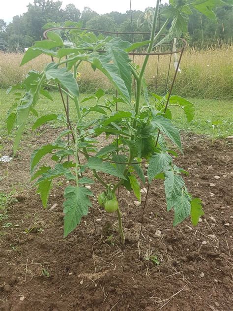 A Large Green Plant With Lots Of Leaves In The Middle Of A Dirt Area