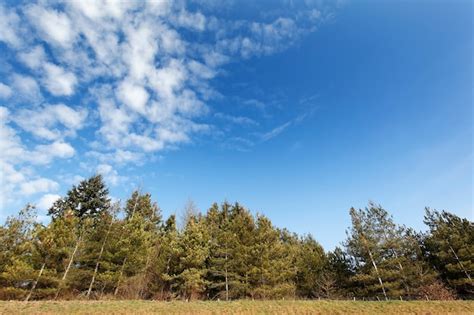 trees sky landscape images    freepik