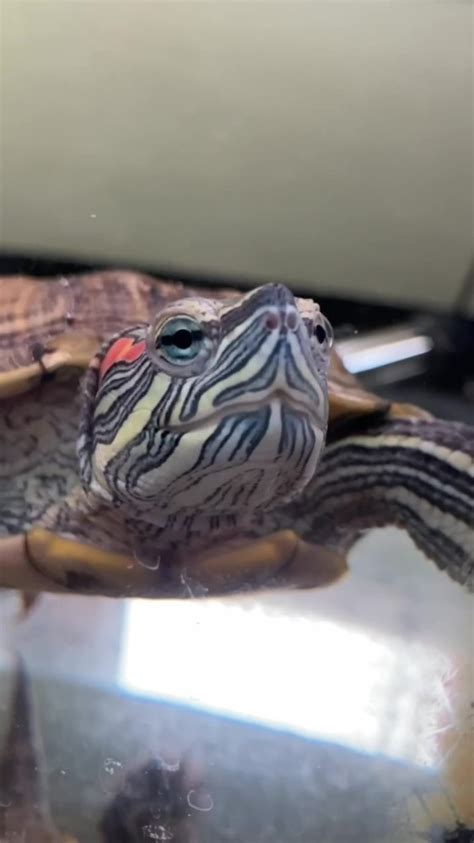 Create Meme Trachemys Adult Red Eared Turtle A Red Eared Turtle In