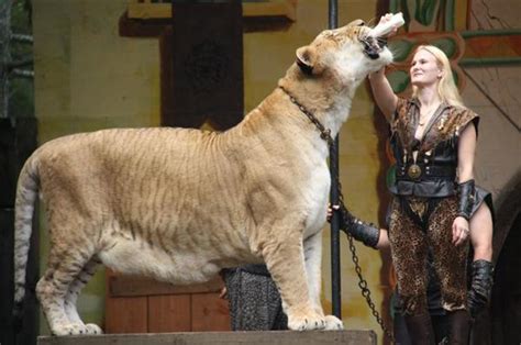 Liger - Ligern - Information, Upplysning, Bilder, Filmer och ...