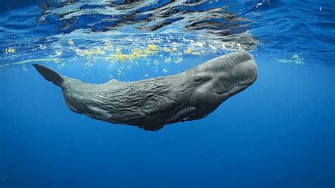 35 Interesting Sperm Whales Facts