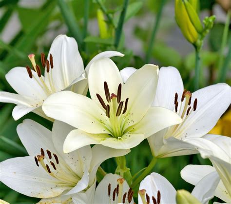 Die Reinheit Der Lilie Blumensprache