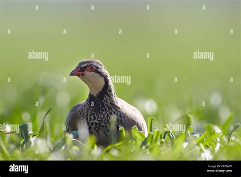 Red Legged Bird Hi Res Stock Photography And Images Alamy