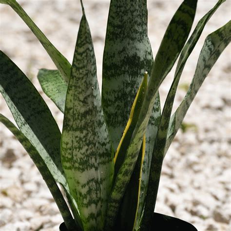 Lengua De Suegra Planta Serpiente Sansevieria Trifasciata Off