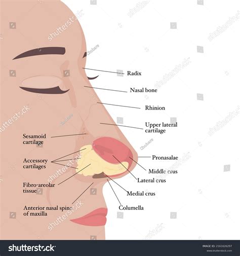 Visual Aid Human Nose Anatomy Otolaryngologystructure Stock Vector ...