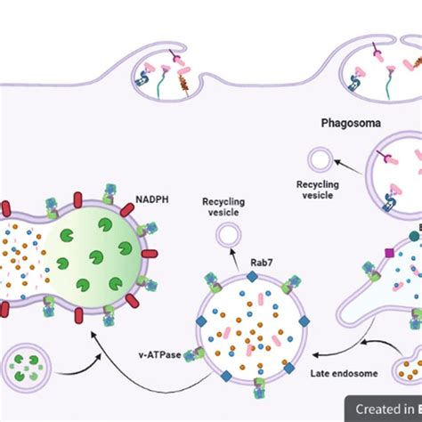 Stages Of Phagosome Maturation The Process Is Divided Into Several