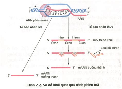 Lý thuyết Sinh 12 Loga vn Bài 2 Phiên Mã và Dịch Mã