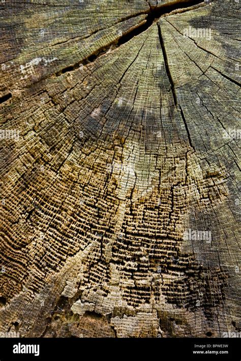 Tree Trunk Cross Section High Resolution Stock Photography And Images