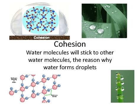 Cohesion Water molecules will stick to other water