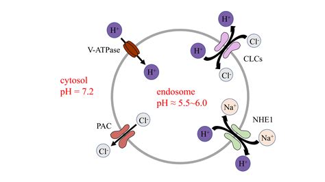 Proton Activated Chloride Channel Physiology And Disease