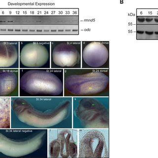 Rmnd Is Expressed During Early Embryonic Development A Temporal