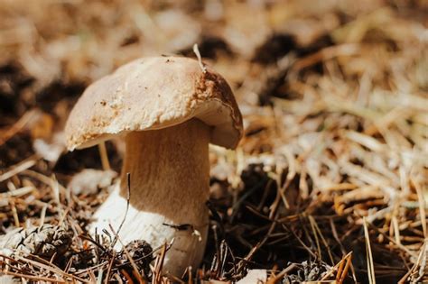 Premium Photo Edible Mushroom With A Brown Cap Boletus Edulis In The