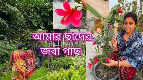 আমার ছাদের জবা গাছ Youtube