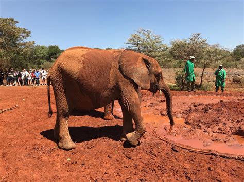 Interview With Angela Sheldrick Ceo Of The David Sheldrick Wildlife