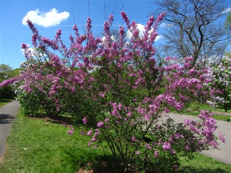 Lilacs Read More Arnold Arboretum Arnold Arboretum