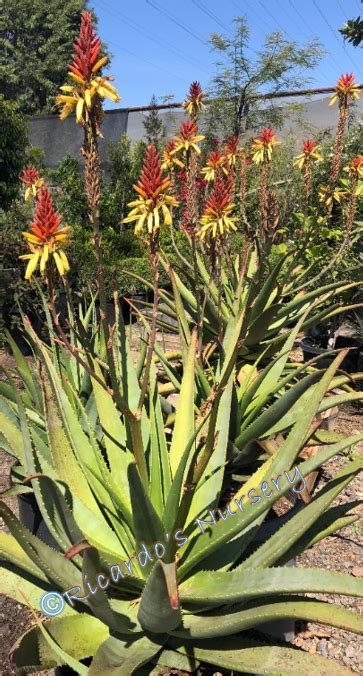 Aloe Wickensii Geelaalwyn Ricardos Nursery