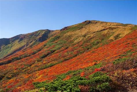 「神の絨毯」と呼ばれる栗駒山の紅葉が9月下旬から見頃に｜ウォーカープラス