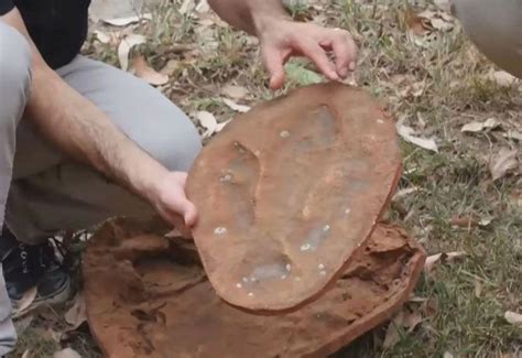 Video: World's biggest dinosaur footprint found - Culture & Society ...