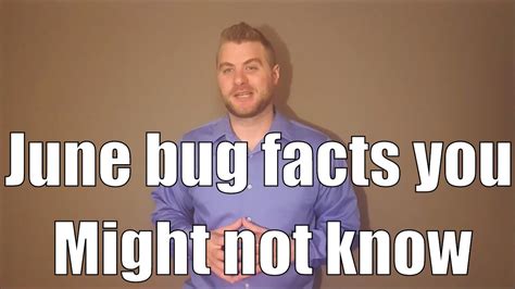 June Bug Facts You Might Not Know Youtube